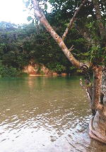吹通川のマングローブ林